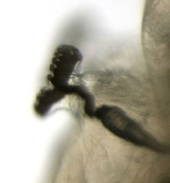 Phytomyza obscurella larva,  anterior spiracle,  lateral